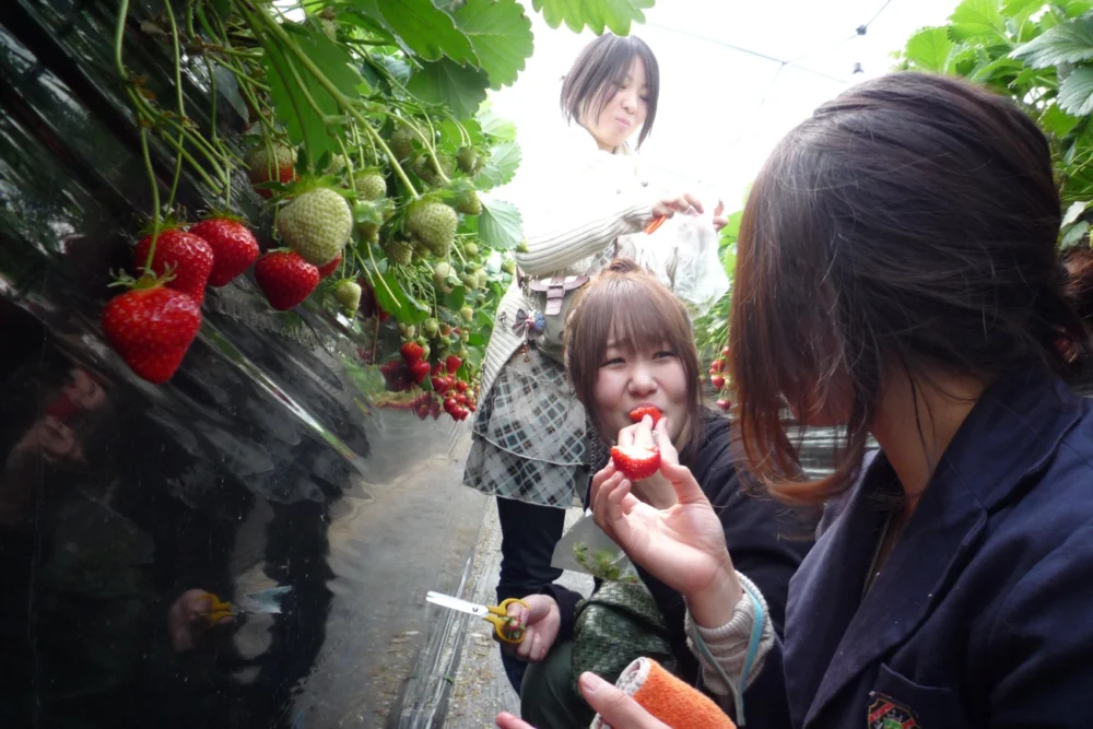 明日香草莓采摘公園|奈良橿原美爵酒店【官方】