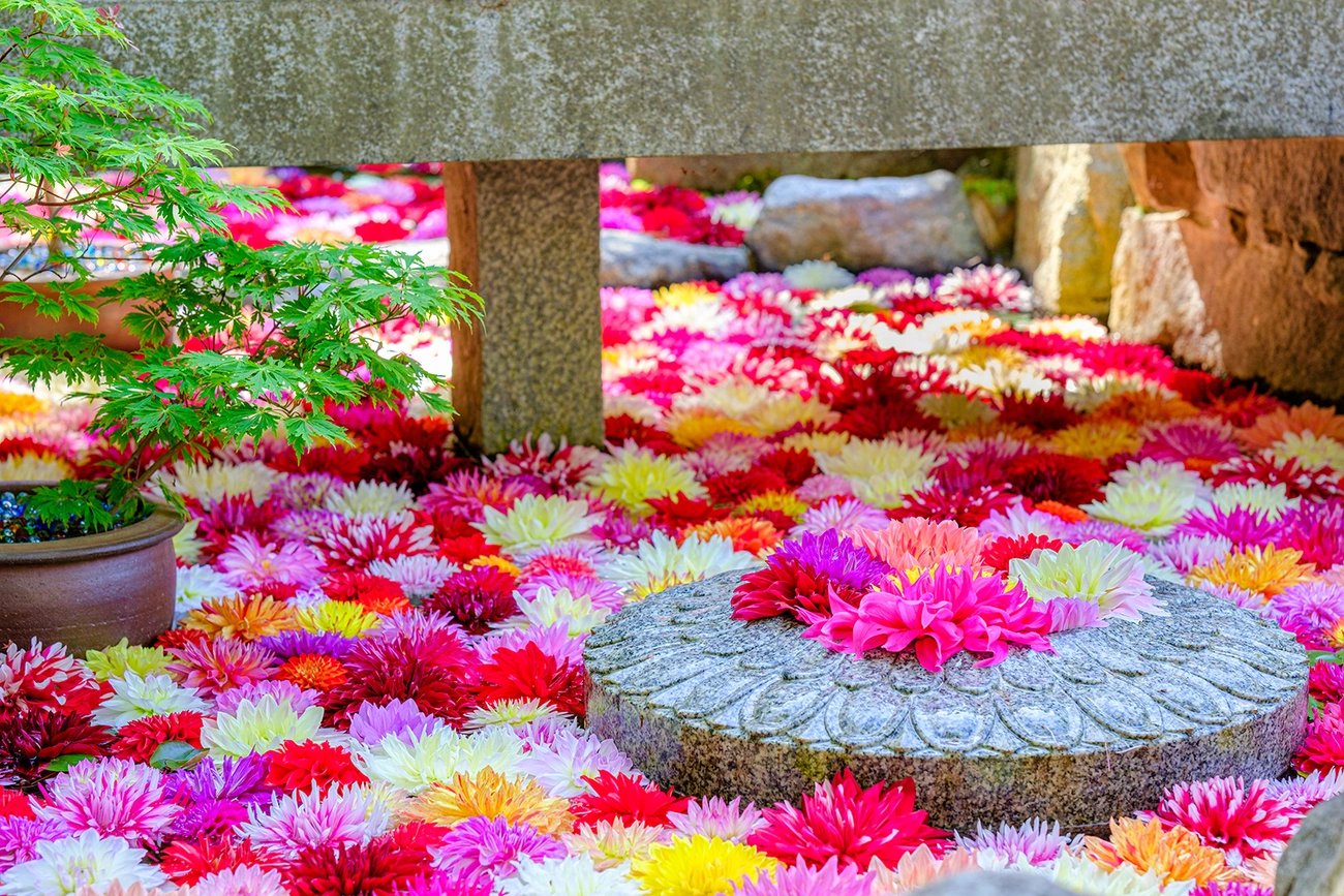 岡寺|奈良橿原美爵酒店【官方】