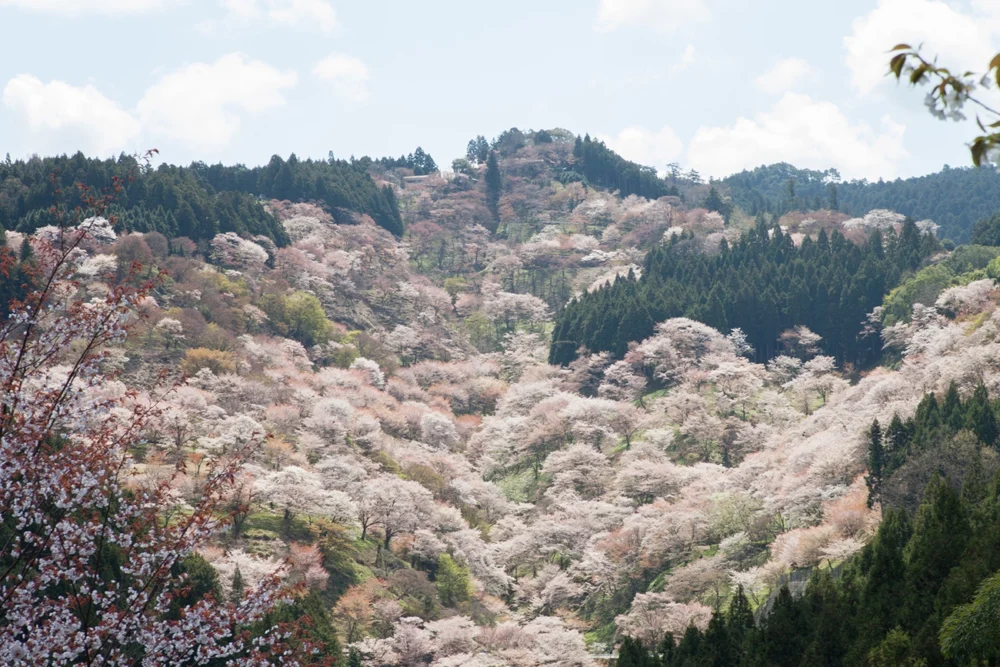 一目千本、シロヤマザクラに染まる桜の名所「吉野山」