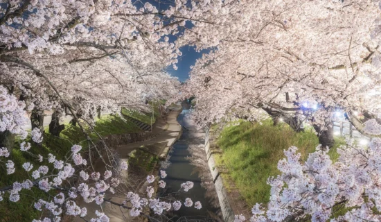 高田千本桜