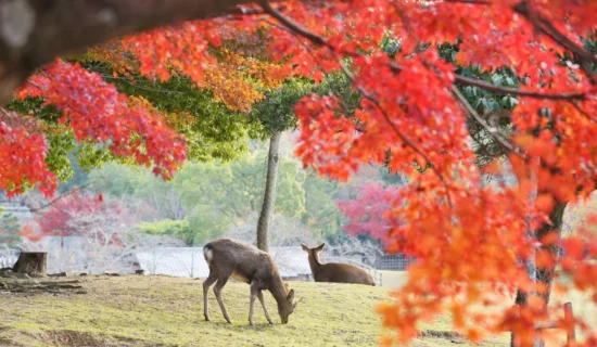 フォトギャラリーイメージ | グランドメルキュール沖縄残波岬リゾート